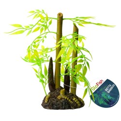 Betta Bamboo Plant