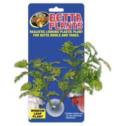 Betta Window Leaf Plant
