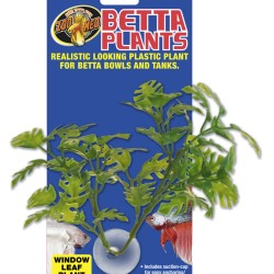 Betta Window Leaf Plant