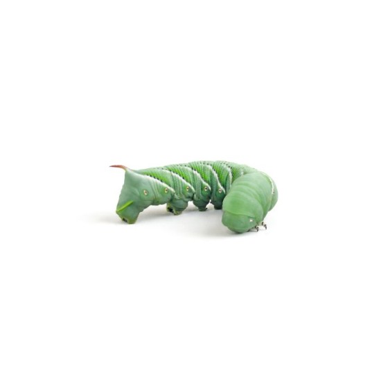 Hornworms  12 ct