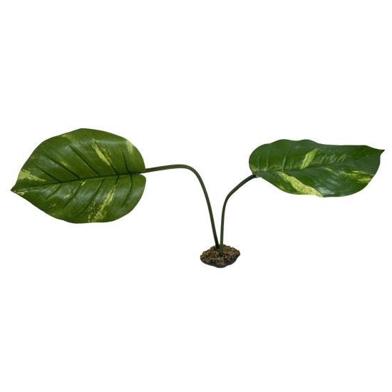 Guiana Plant Jumbo