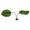 Guiana Plant Jumbo