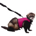 Harnesses & Leashes